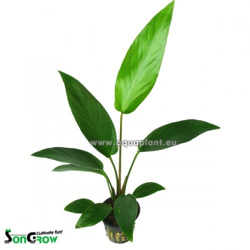 Anubias hastifolia en pot